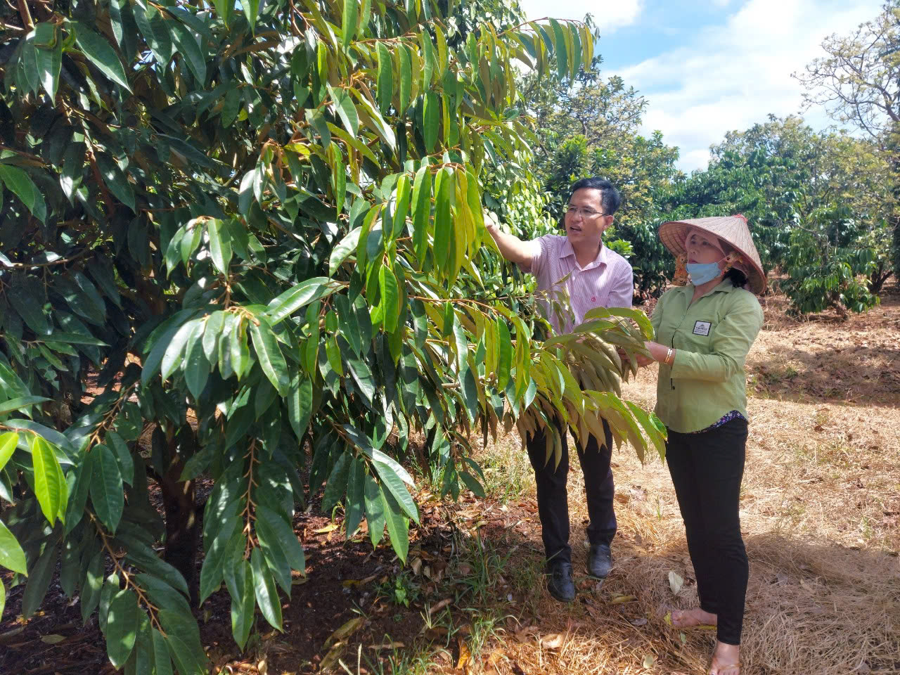 Cán bộ NHCSXH Bù Đăng đồng hành cùng hộ vay phát triển kinh tế vườn